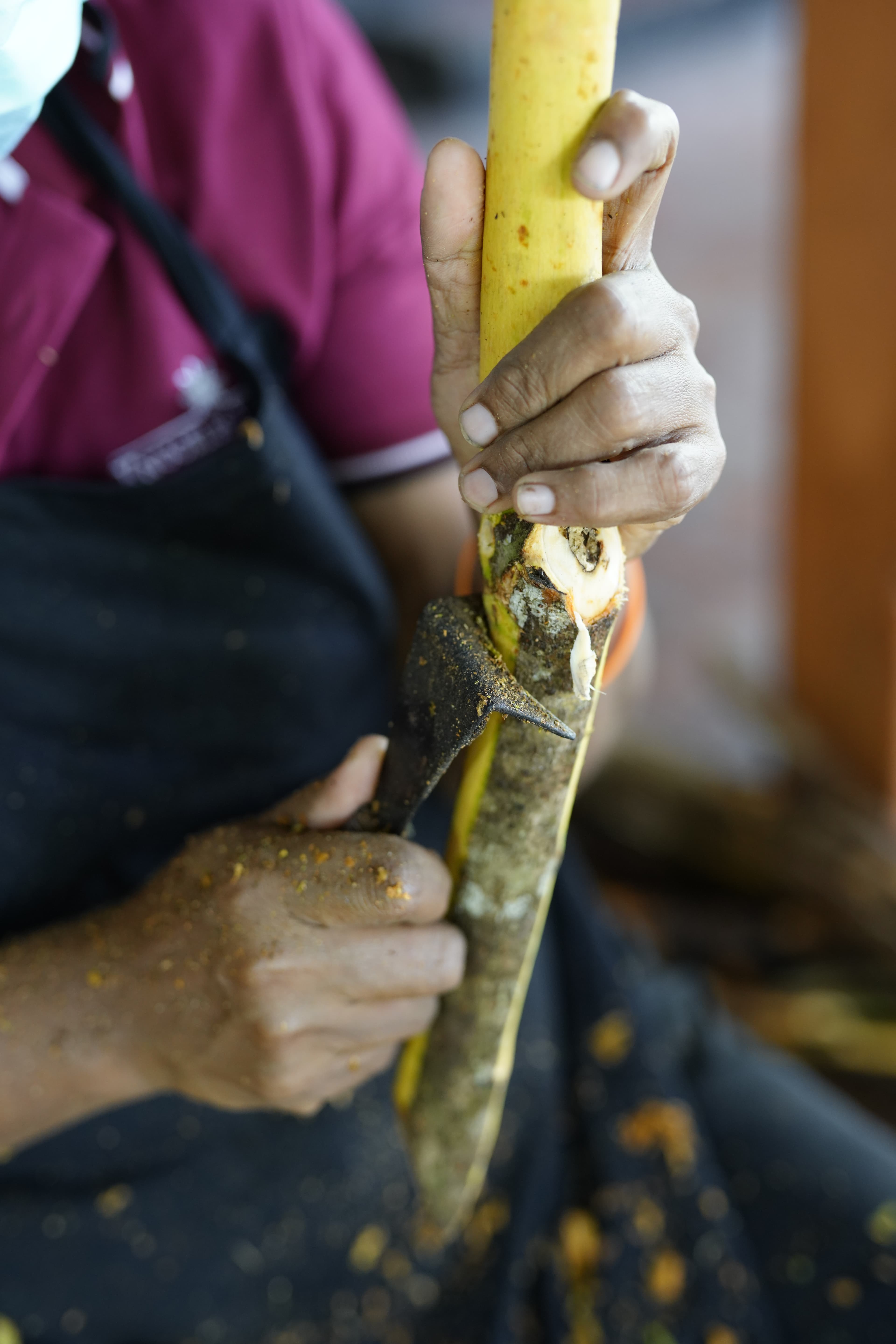 Close-up of a worker scraping the outer bark from a cinnamon stem by hand.