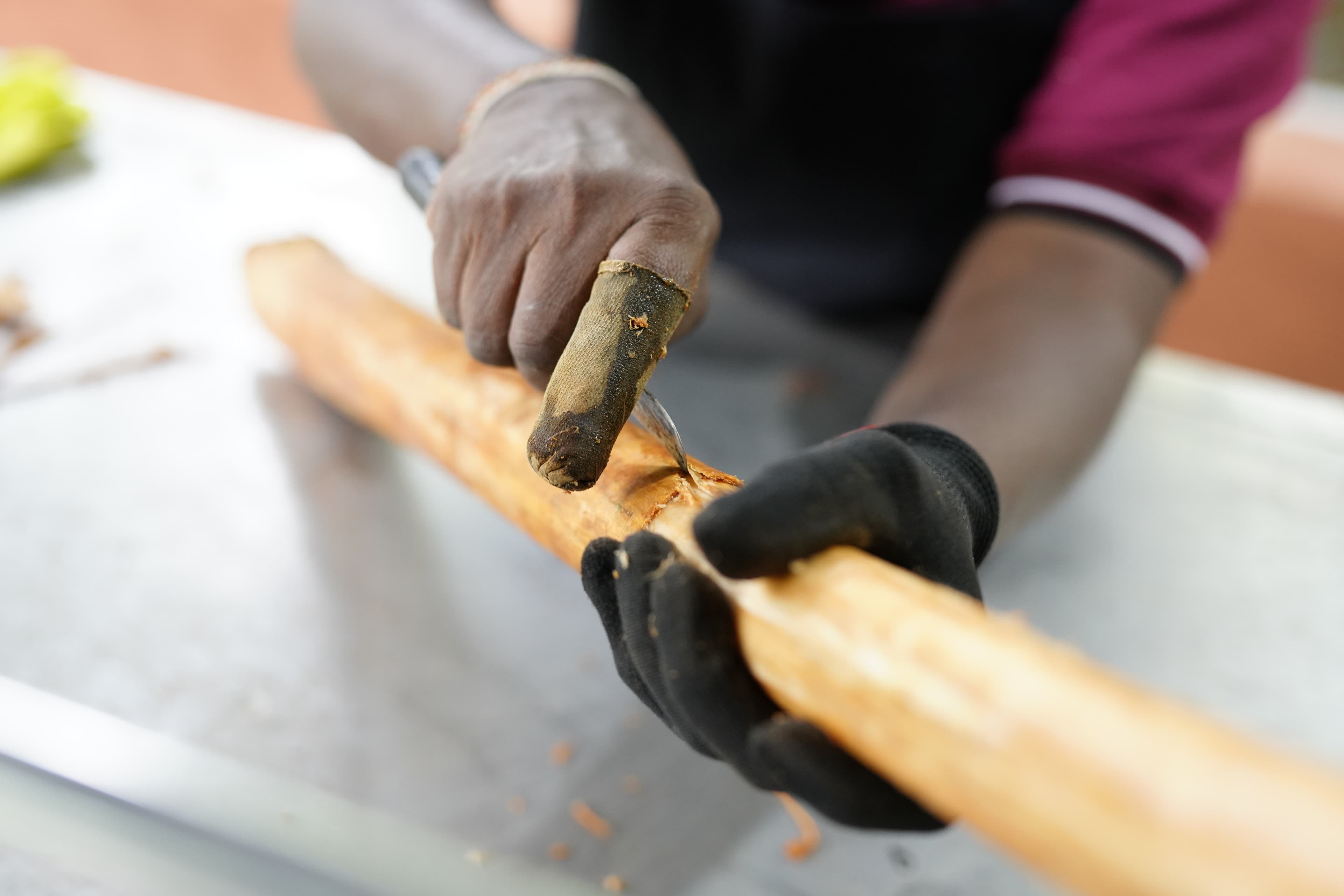 A worker carefully lifts a long strip of cinnamon bark with a hand tool.