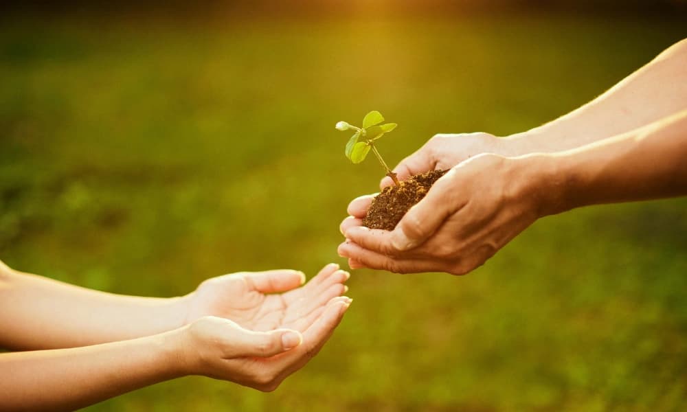 A young plant held between two hands, representing care and growth.