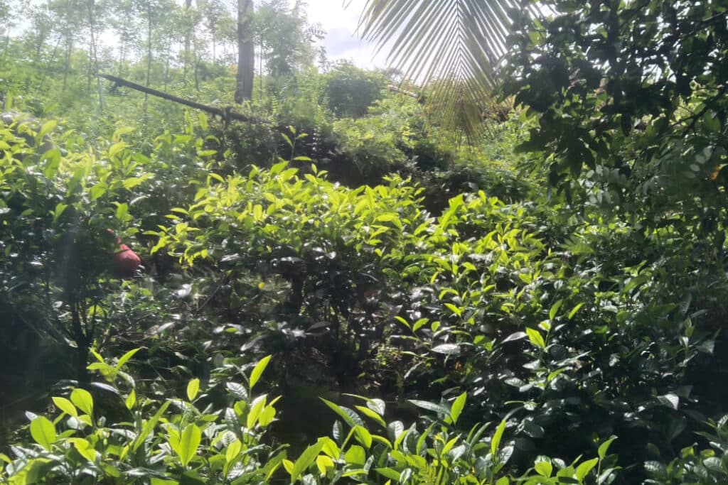 Lush planting in Sri Lanka, from the Knuckles Valley website.