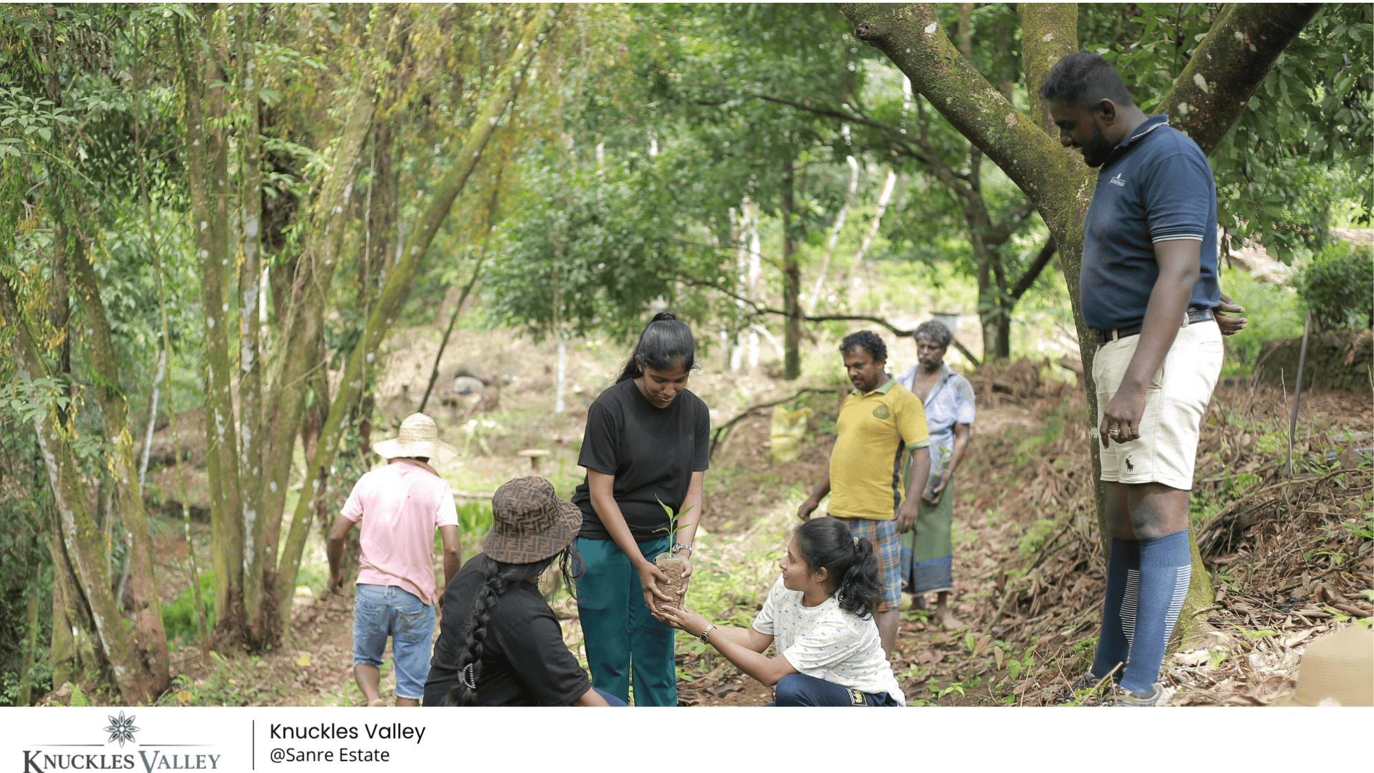 Visitors and the Knuckles Valley team planting a young tree on a wooded hillside