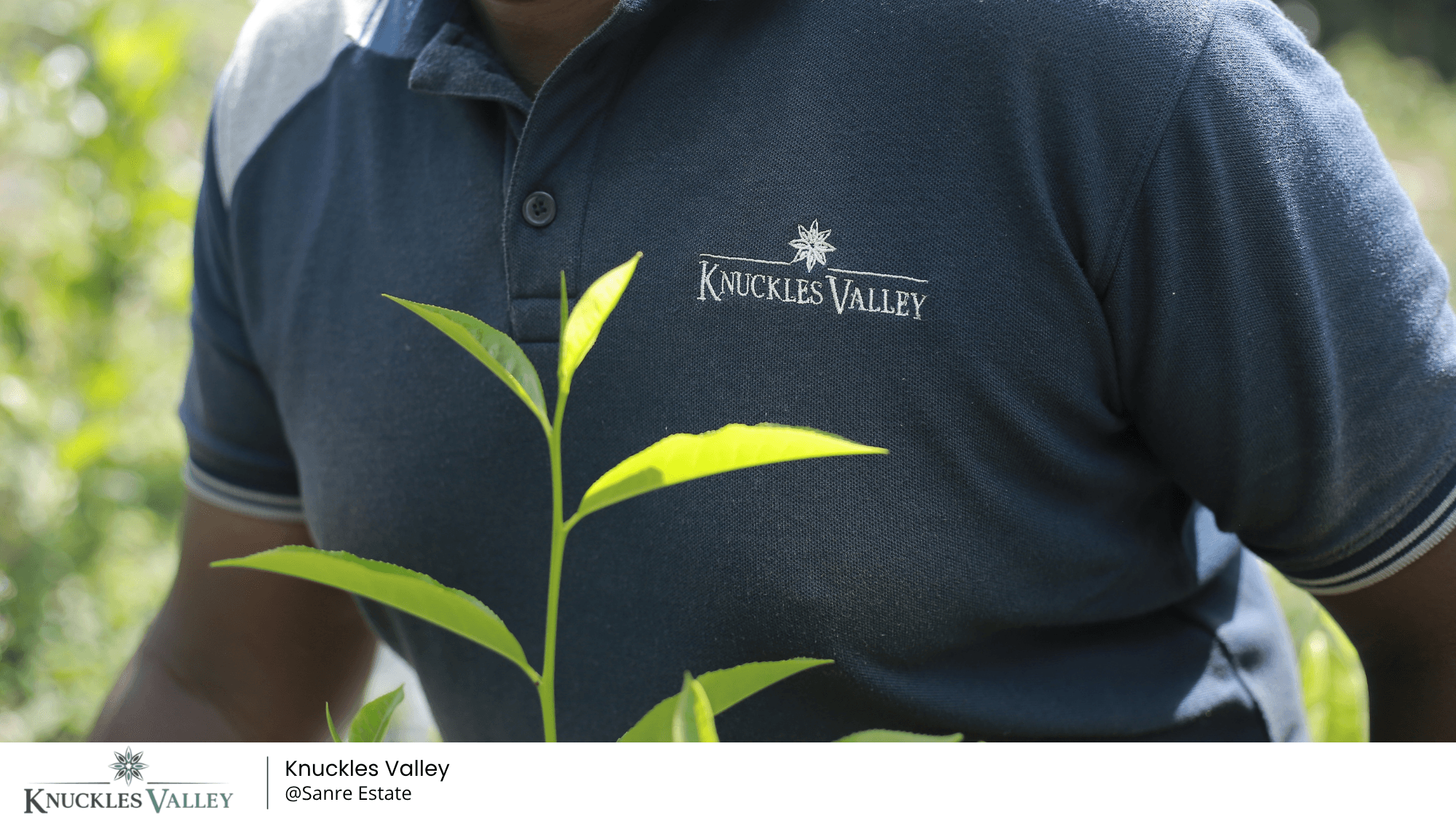 The Knuckles Valley team caring for young plantation growth