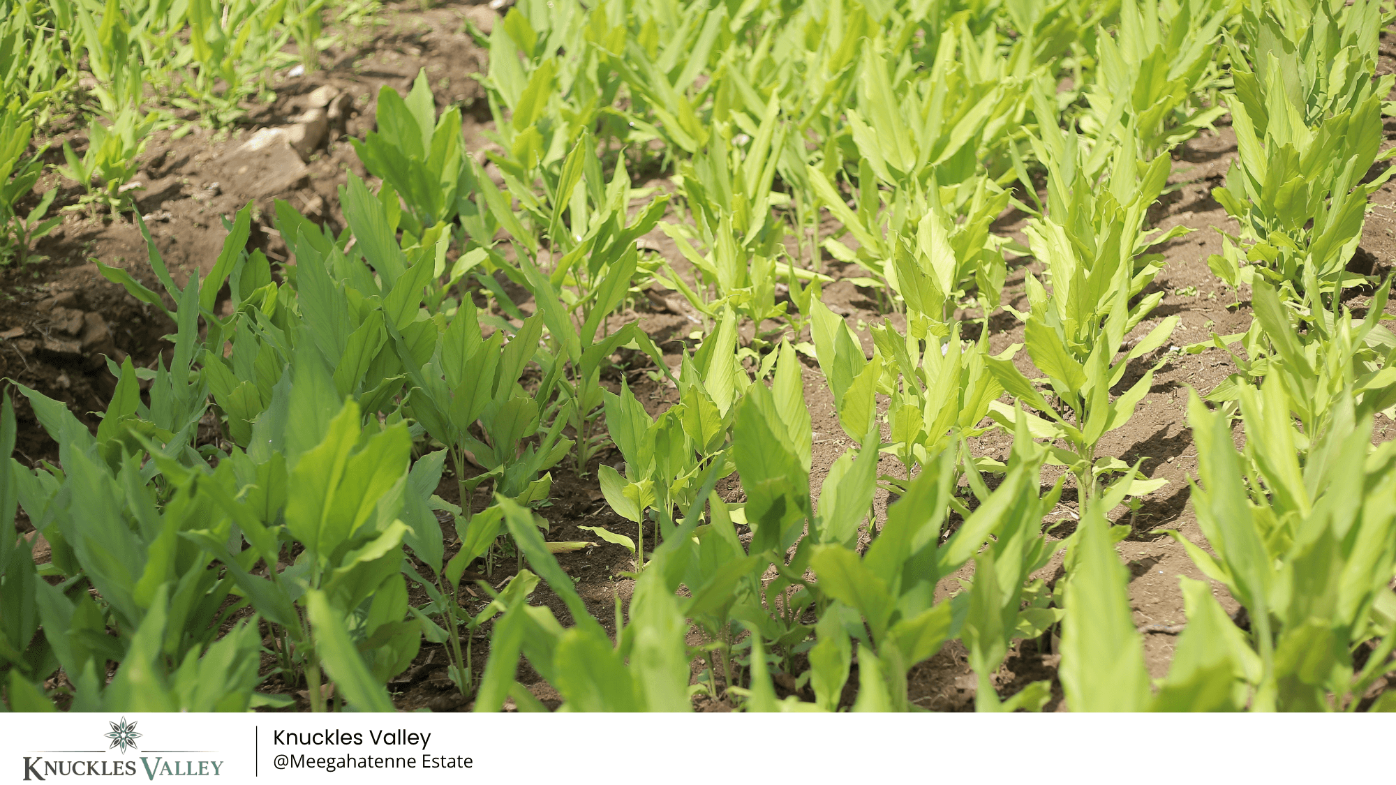 Young plants in the Knuckles Valley nursery, with the supplied company watermark