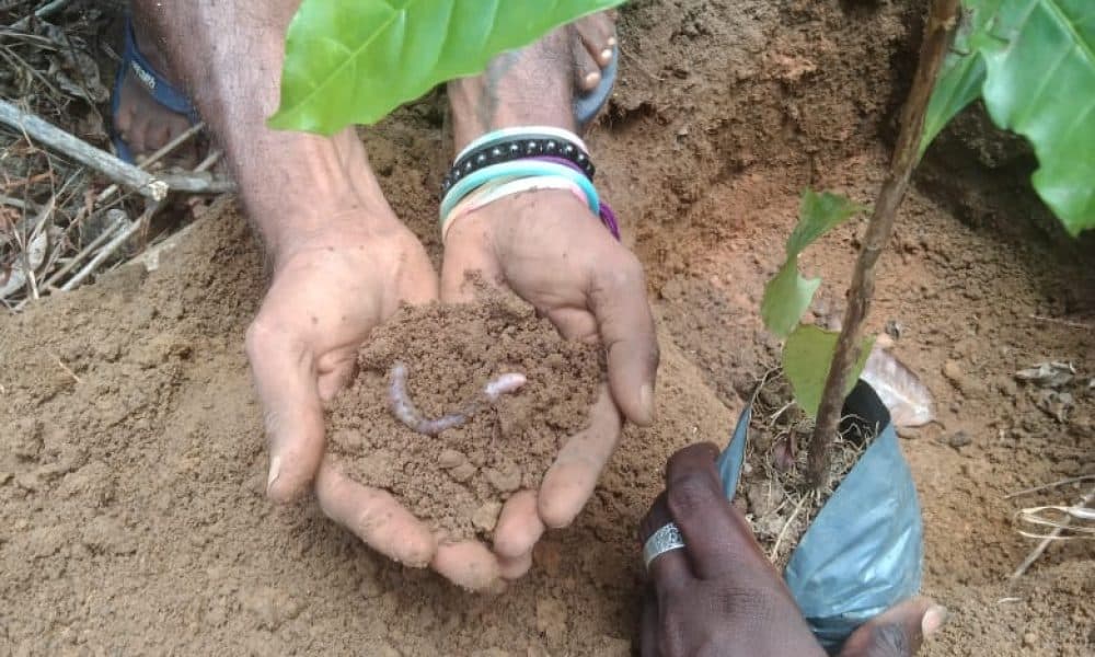 A closer look at soil and the life within it.